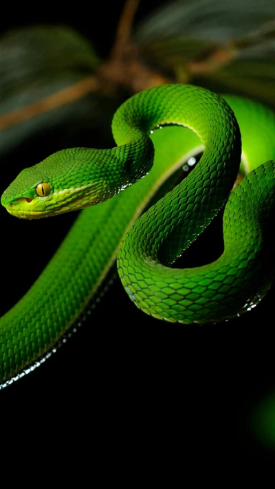 verde, natureza, cobra