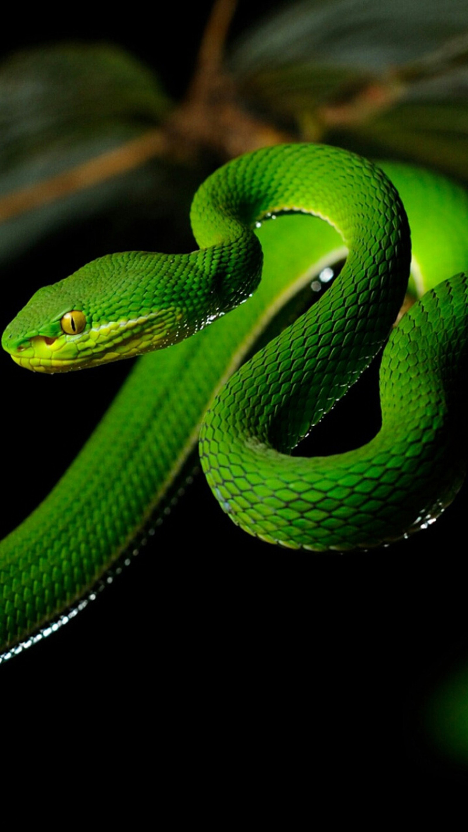 green, nature, snake wallpaper