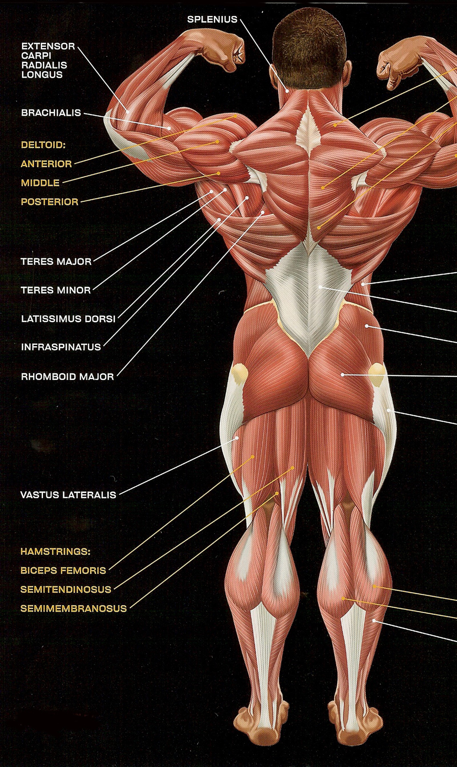 Close de um diagrama dos músculos de um homem (corpo, culturismo, humano, etiquetas, músculos)