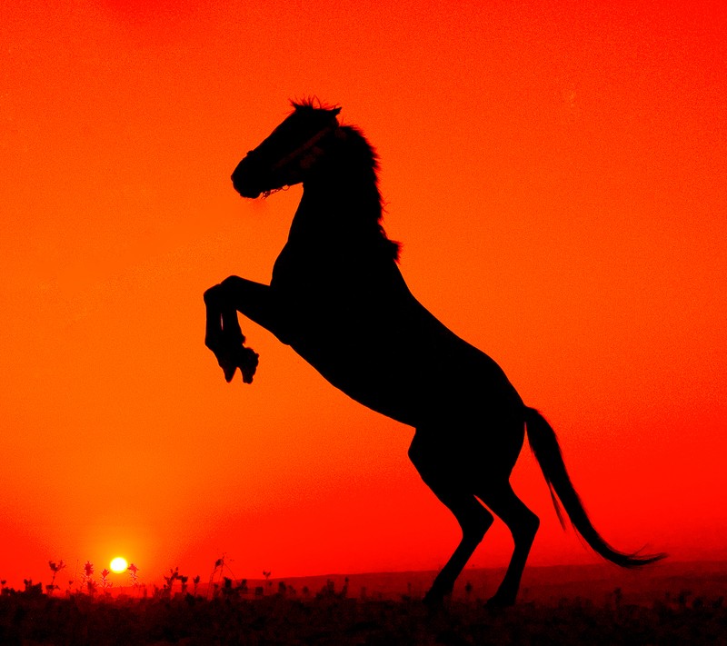 Silhouette d'un cheval se cabrant au coucher du soleil (cheval, pouvoir, soleil, dinde)