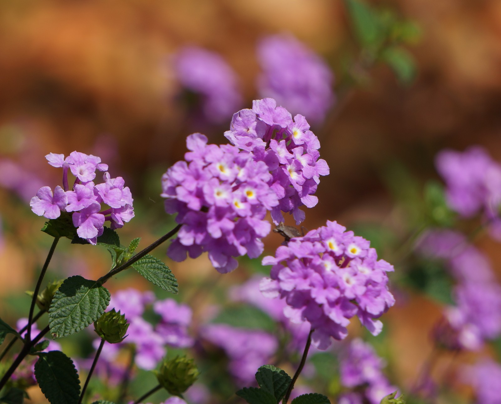 Flores moradas con hojas verdes en un campo de tierra marrón (flores, jardín, naturaleza)