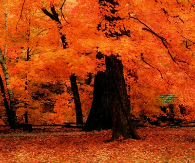 automne, beau, feuilles, nature, orange