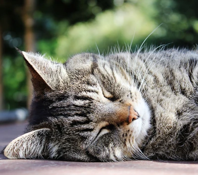 animal, marron, chat, mignon, vert