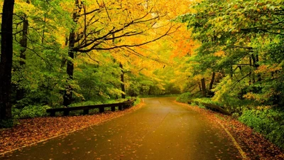 Herbstliche Gelassenheit: Ein Gewundener Pfad Durch Goldene Blätter