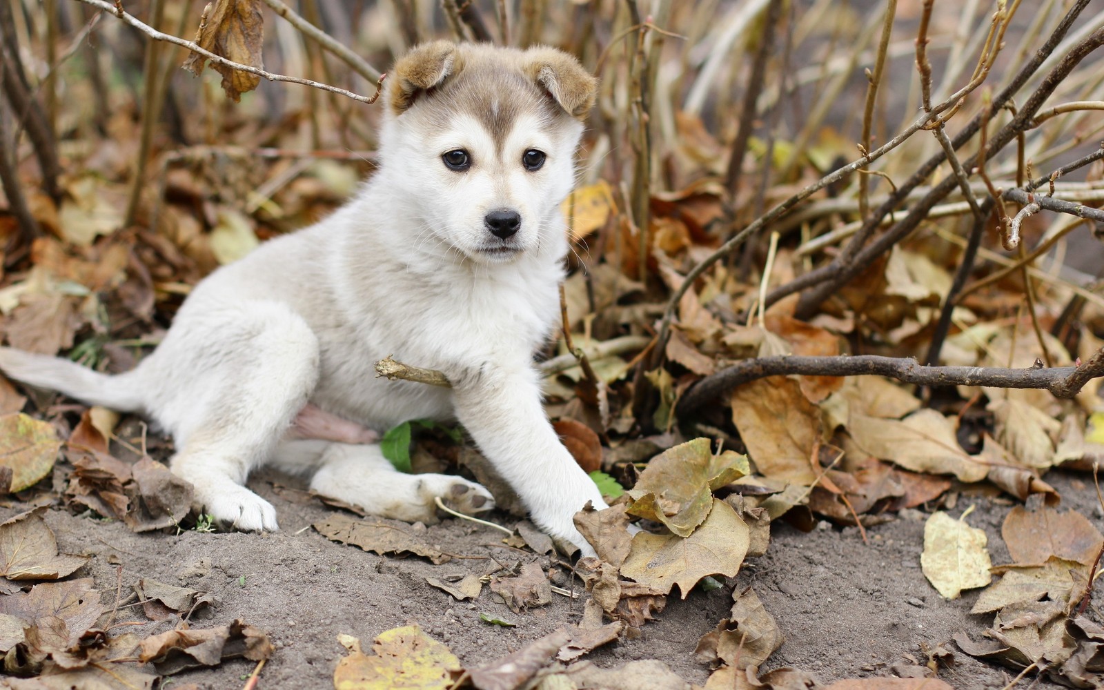 There is a small white and brown dog sitting in the leaves (puppy, dog breed, east siberian laika, canaan dog, golden retriever)