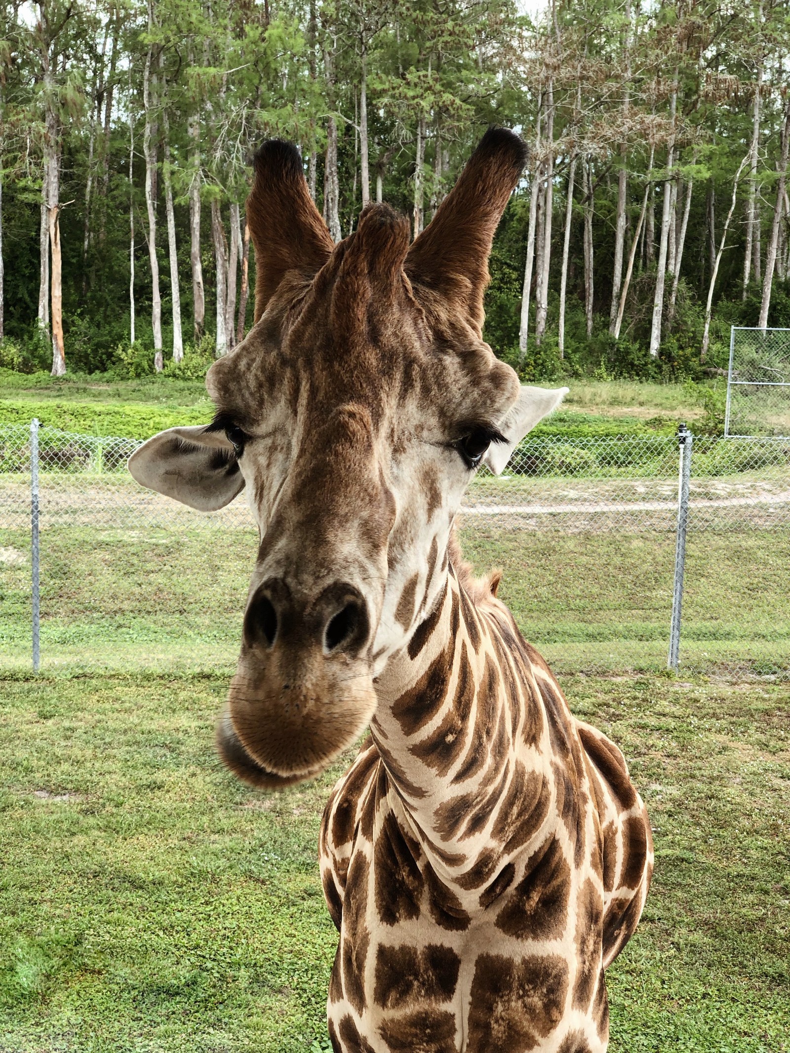 Il y a une girafe debout dans un champ avec des arbres en arrière-plan (girafe, animal terrestre, science, biologie, nature)