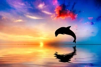 dolphin, bottlenose dolphin, cetacea, water, jumping