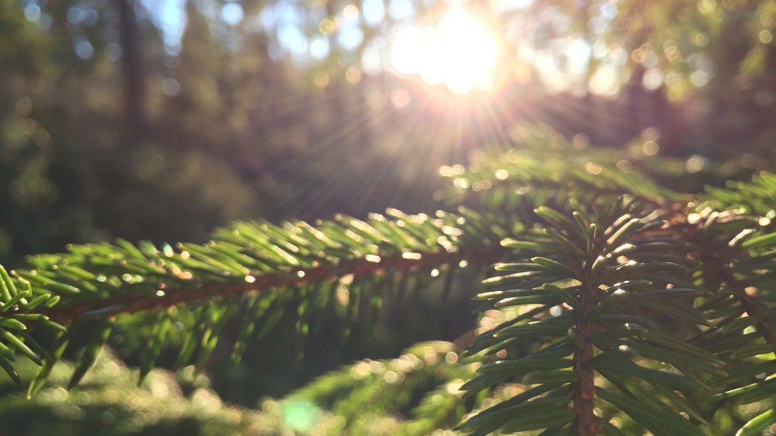 Um close-up de um pinheiro com o sol brilhando através dos galhos (vegetação, árvore, luz solar, ramo, abeto)