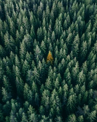 végétation, sapin baumier, arbre, pinheiro, sapin