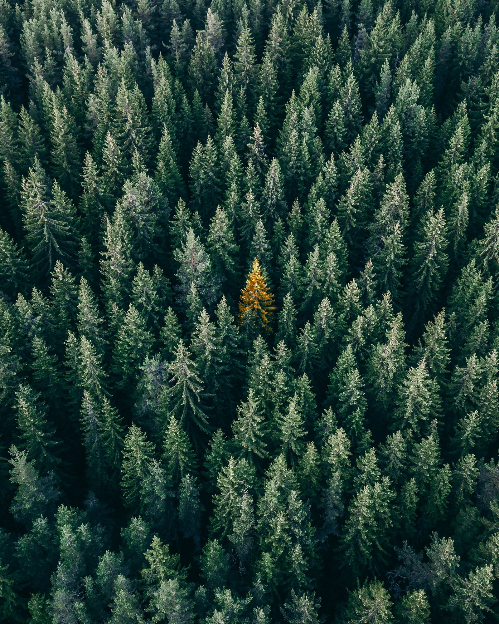 Aerial view of a pine tree forest with a single yellow tree (vegetation, balsam fir, tree, pine, fir)