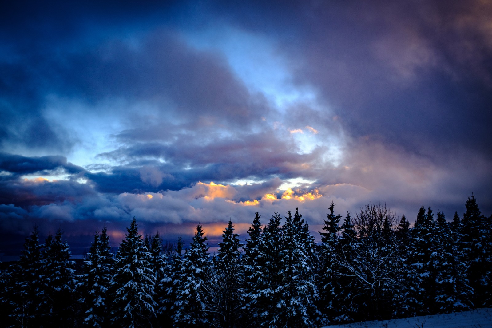 Uma vista de uma floresta coberta de neve com um céu nublado (árvores nevadas, inverno, céu nublado, crepúsculo, cênico)