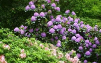 Rhododendros y azaleas en flor en un jardín botánico