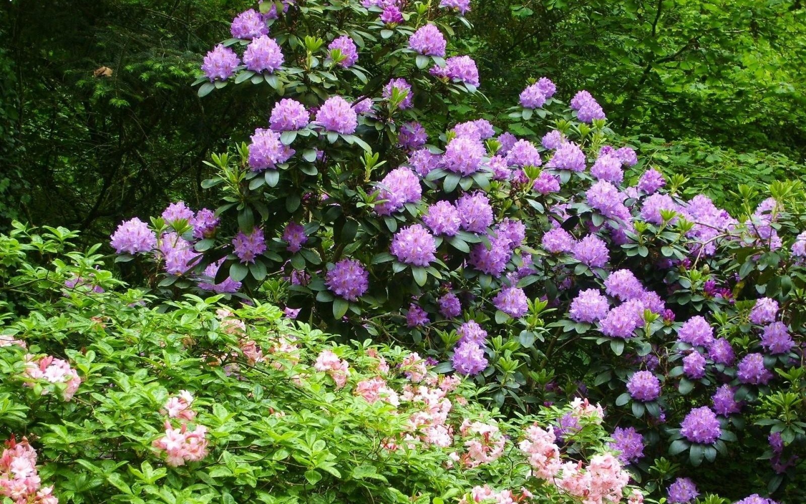 Fleurs violettes en fleurs dans un jardin avec des arbres verts (rhododendron, plante à fleurs, azalée, plante, sous arbrisseau)