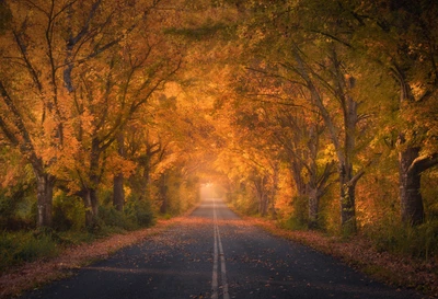 Route automnale sereine entourée d'un feuillage d'automne vibrant