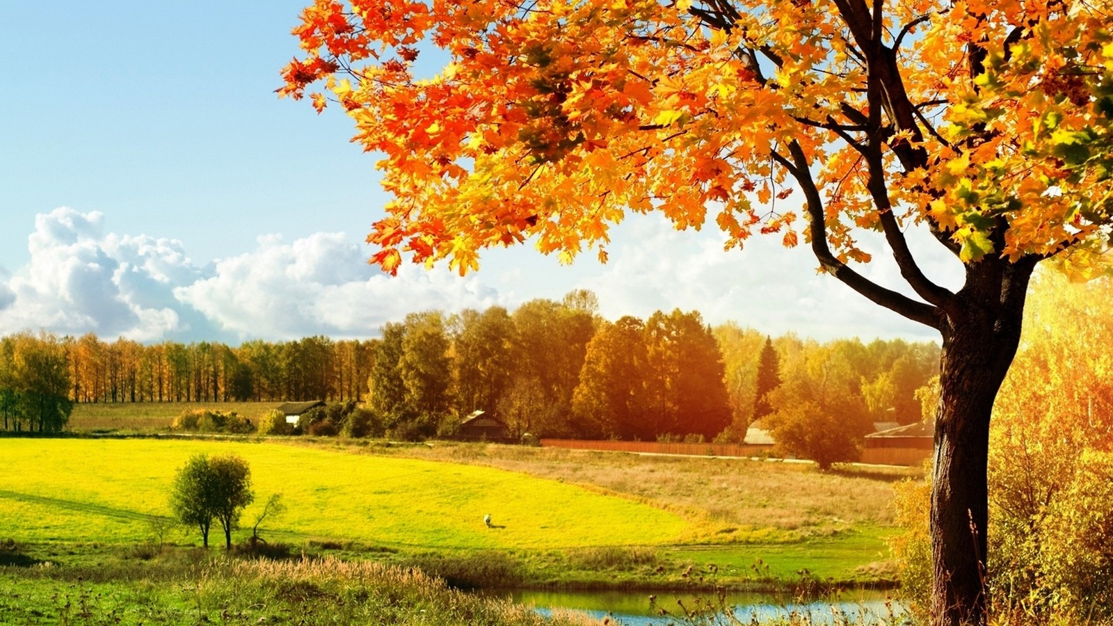 Uma árvore com folhas laranja está em um campo ao lado de um rio (outono, árvore, natureza, folha, amarelo)