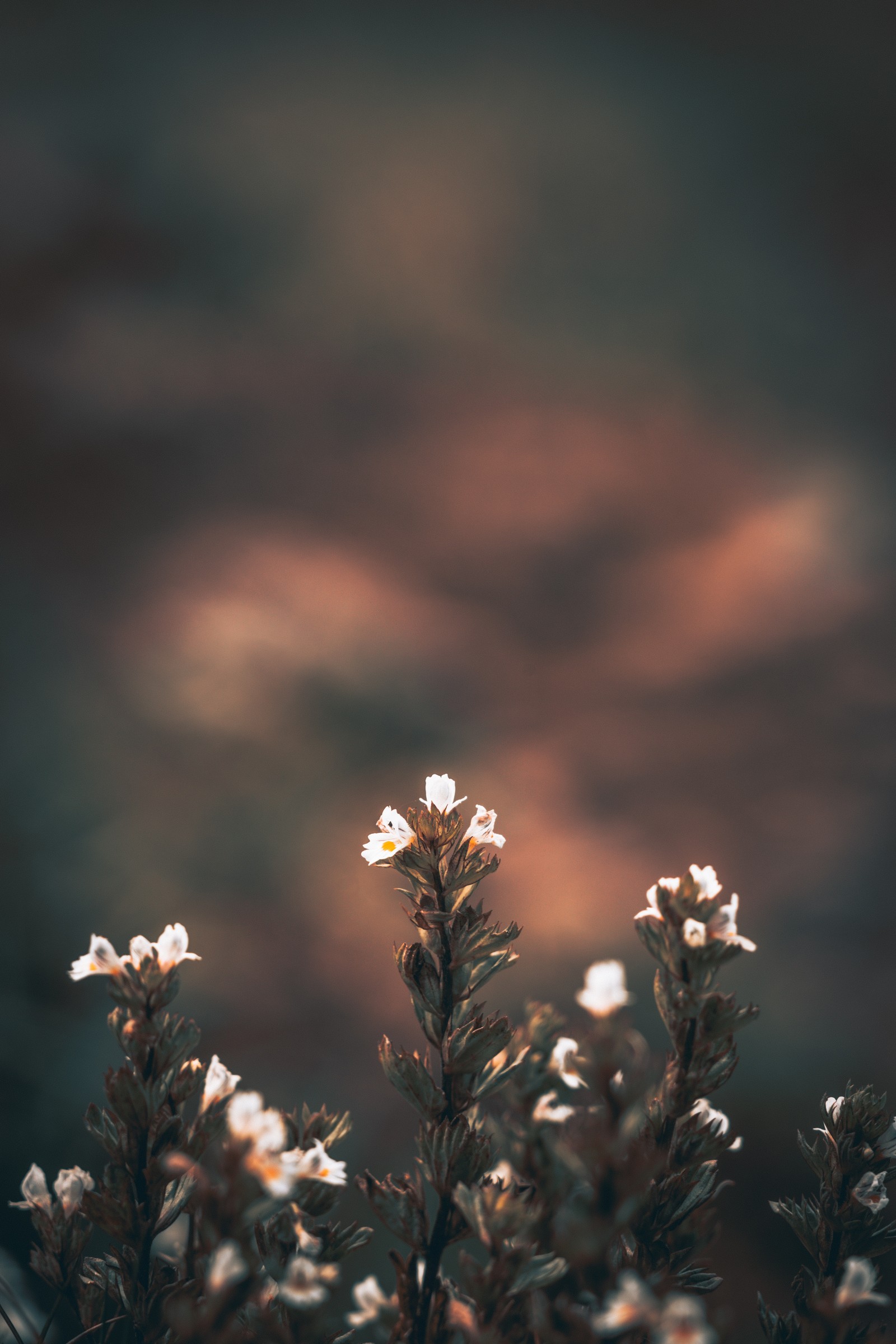 Uma pequena flor branca que está crescendo na grama (natureza, flor, nuvem, luz, primavera)