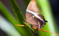 polillas y mariposas, mariposa, insecto, invertebrado, polinizador