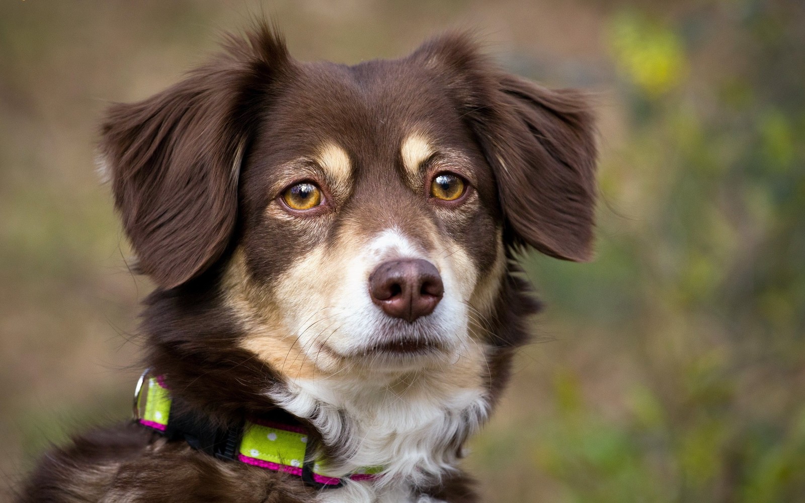 There is a brown and white dog with a green collar (border collie, puppy, australian shepherd, dog breed, companion dog)