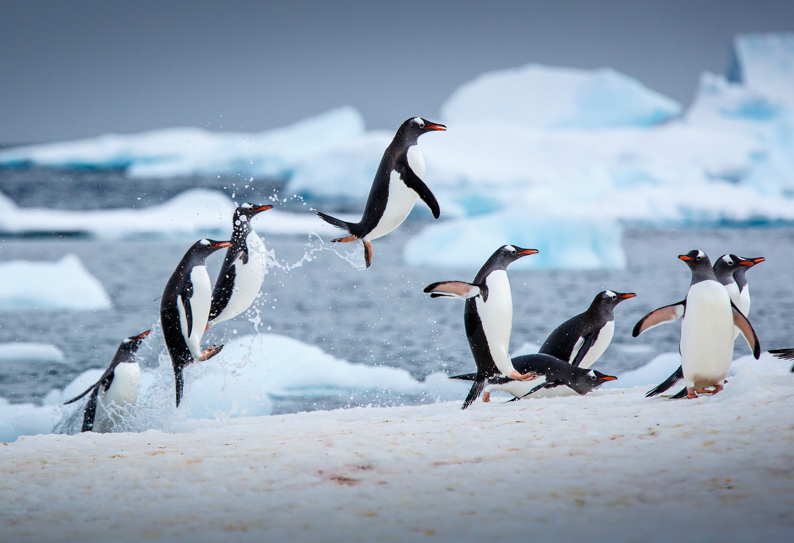 Пингвины прыгают в воздух на пляже рядом с айсбергами. (gentoo penguins, антарктика, antarctica, antarctic peninsula, животные)