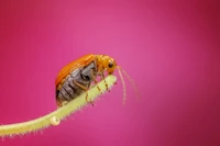 Close-up vibrante de um inseto laranja em um caule verde contra um fundo rosa