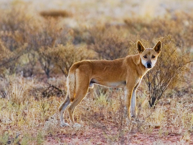 Собака стоит посреди поля (динго, dingo, австралия, дикая природа, наземное животное)