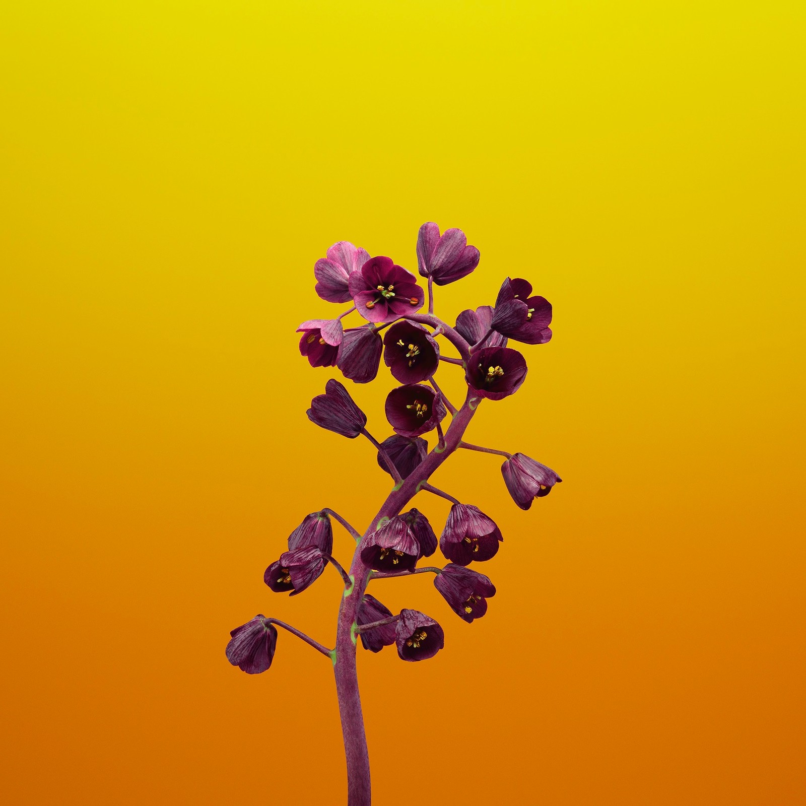 Il y a une fleur violette dans un vase sur une table (ipad, pomme, ios 11, pommes, ios)