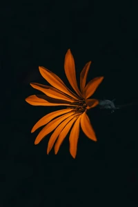 Vibrant Orange Flower Petals Against a Dark Background