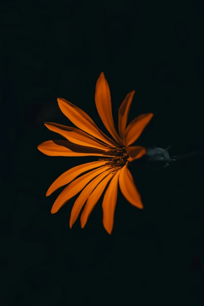 Pétales de fleurs orange vif sur un fond sombre