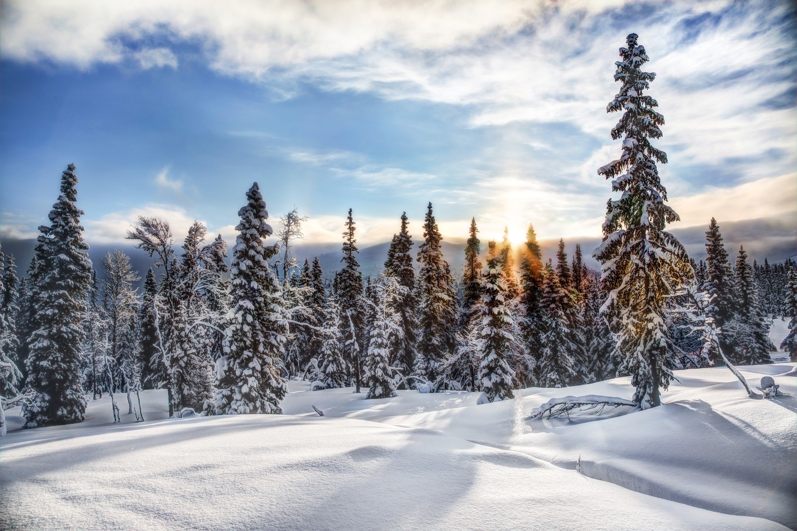 Snowy trees in the foreground of a mountain landscape with a sun setting (snow, winter, tree, freezing, wilderness)