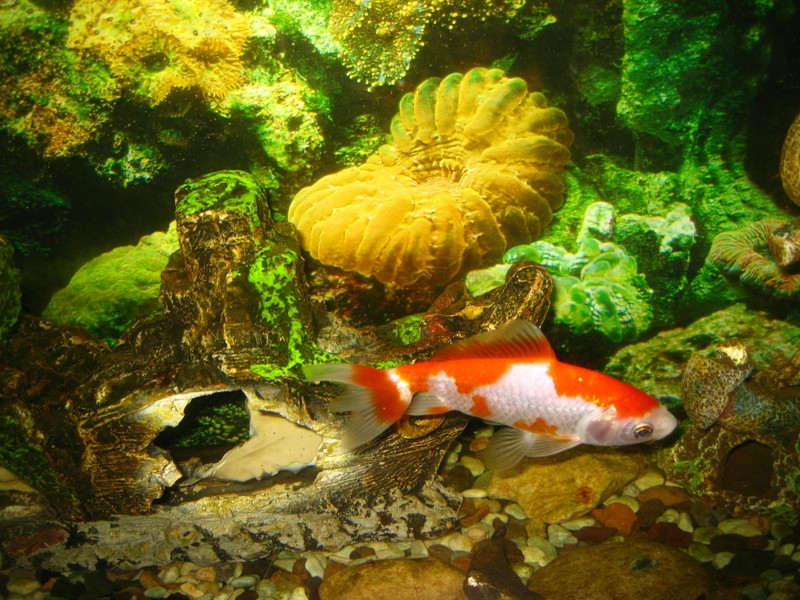 Рыба, плавающая в аквариуме (аквариум, aquarium, золотая рыбка, кой, koi)