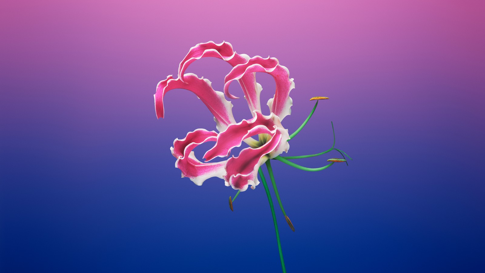 Une fleur rose sur une tige contre un fond bleu (macos mojave, floral, fond dégradé, ios 11, action)