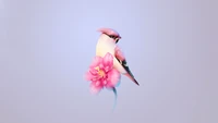 Bohemian Waxwing, der auf einer rosa Blume sitzt