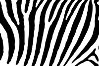 Monochromes Zebra-Streifen-Muster im Schwarz-Weiß-Design