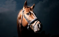 Cheval majestueux avec un filet sur un fond sombre et dramatique.