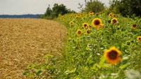 Sonnenblumenfeld neben Weizenfeld