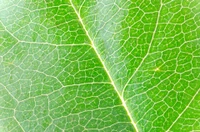 Close-up detalhado de uma folha verde mostrando padrões intrincados de veias.