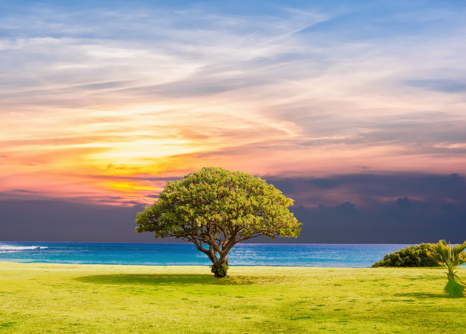 Un árbol solitario en un campo de hierba cerca del océano al atardecer (árbol verde, vista al océano, pradera, verano, atardecer)