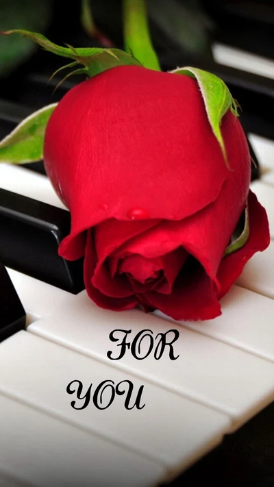 Elegant Rose on Piano Keys for You