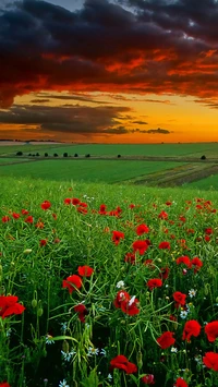 Lebhaftes Mohnfeld bei Sonnenuntergang