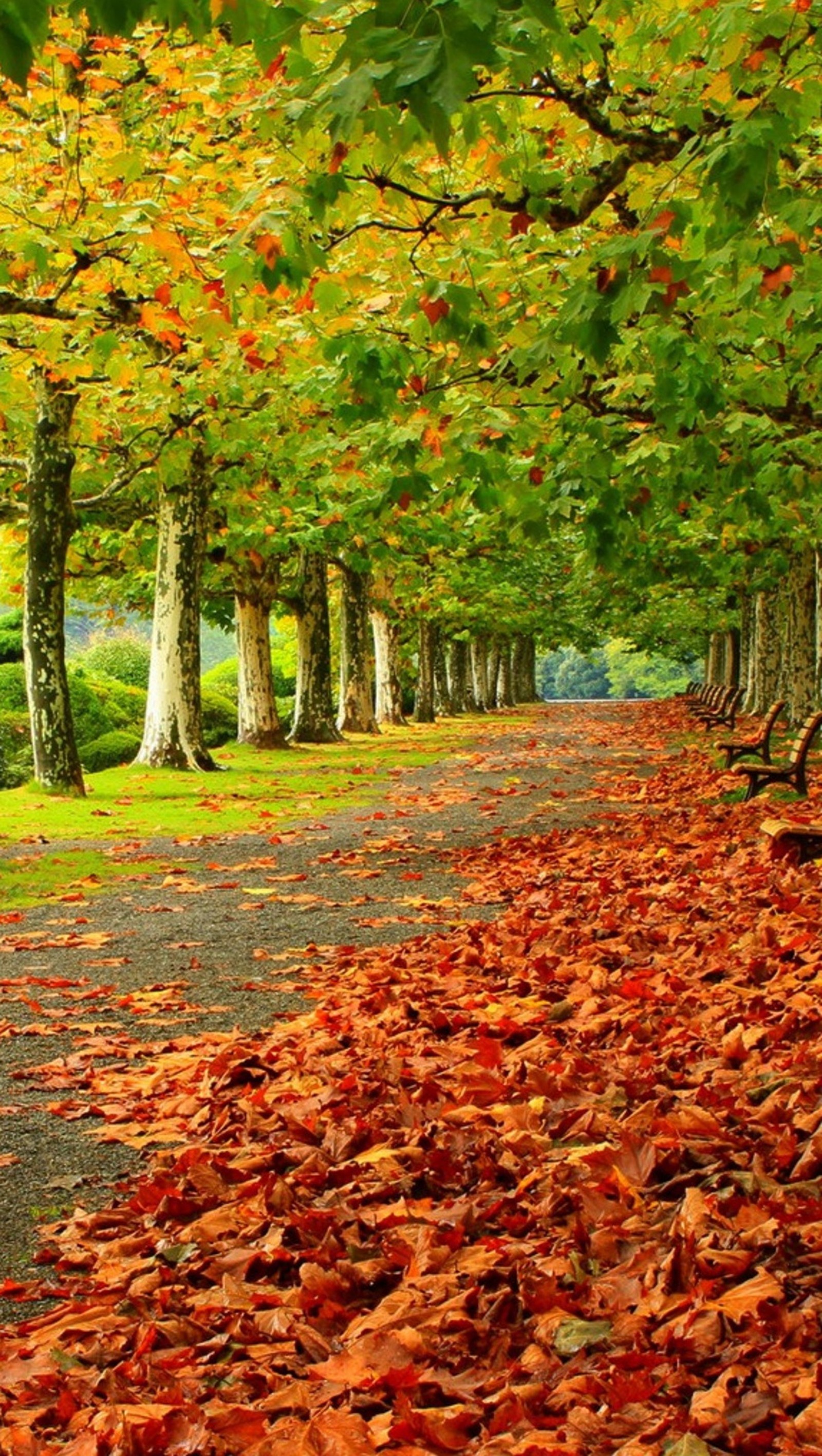 Folhas no chão e um banco no meio de um parque (outono, jardim, folhas)