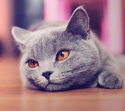 cat, lindo, gris