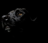 noir, chien