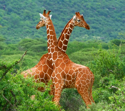 anime, giraffe