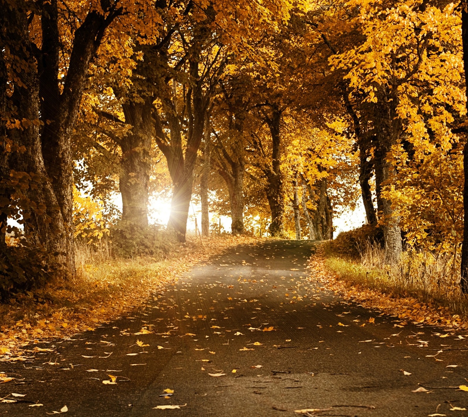 Arbres avec des feuilles jaunes au sol et une route au milieu (incroyable, printemps, hiver)