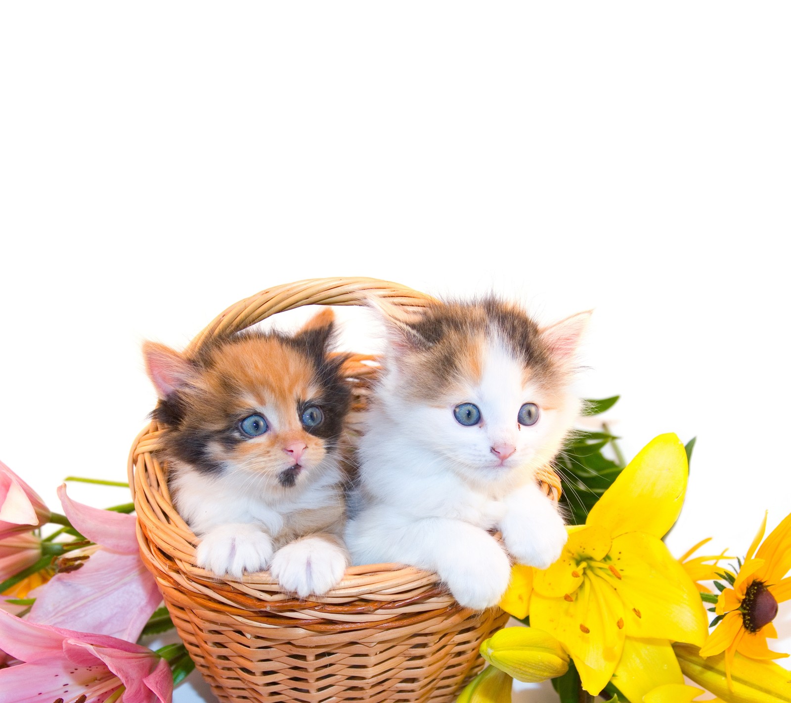 Zwei kätzchen sitzen in einem korb mit blumen. (niedlich, kätzchen, klein)