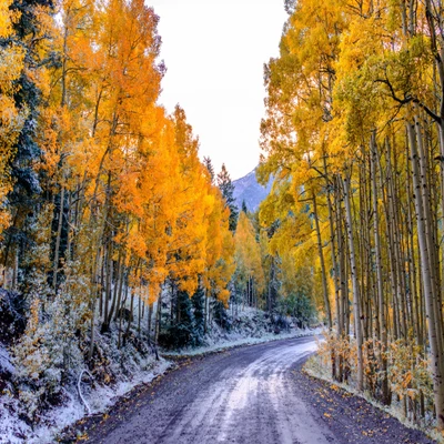 Golden Autumn Pathway Through a Snowy Forest