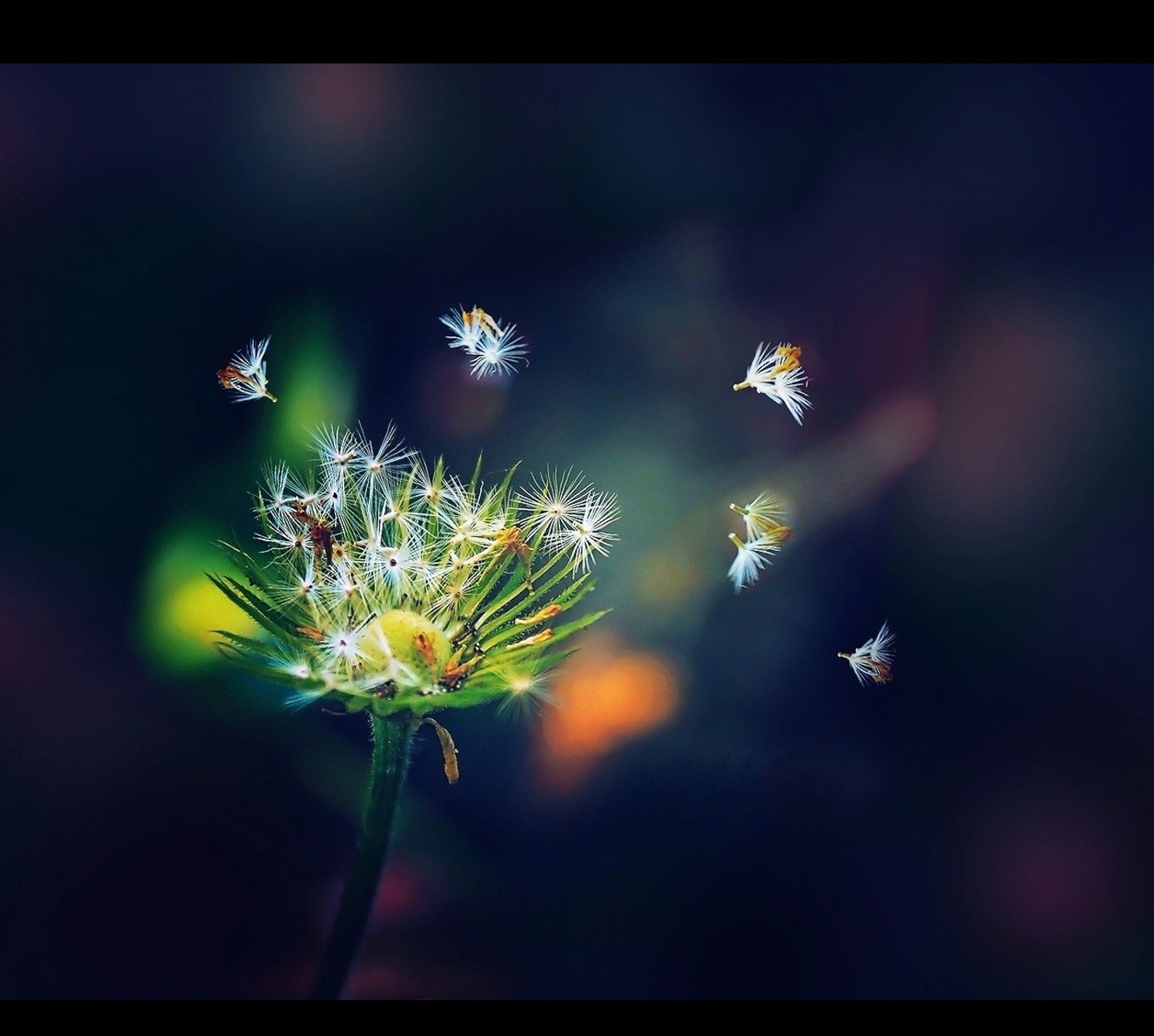 Há muitas pequenas flores brancas voando por aí (bonito, dente de leão, amor, novo, s3)