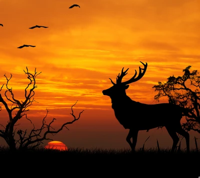 cerf, coucher de soleil, arbre