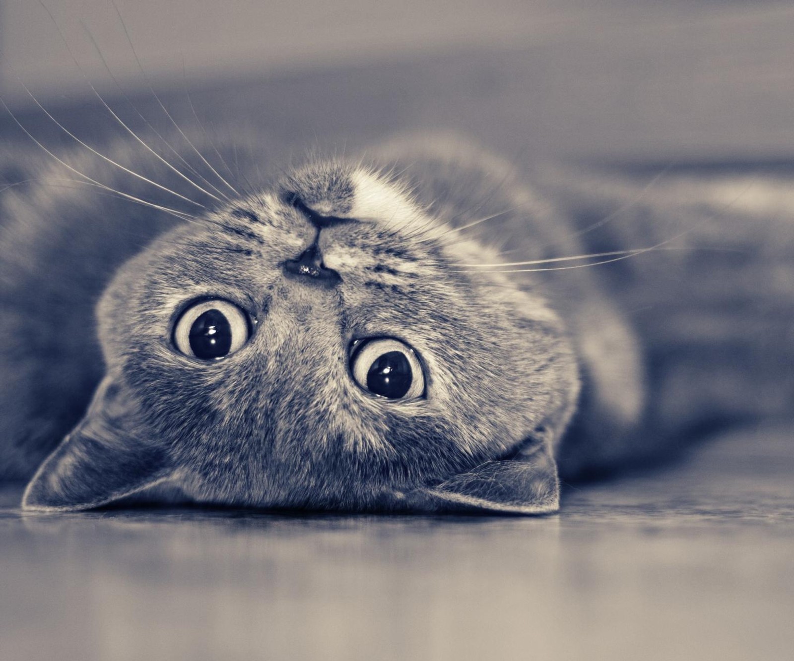 cat, eyes, funny, fur, lying wallpaper