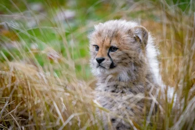 gepard, felidae, löwe, wildleben, landsäugetier